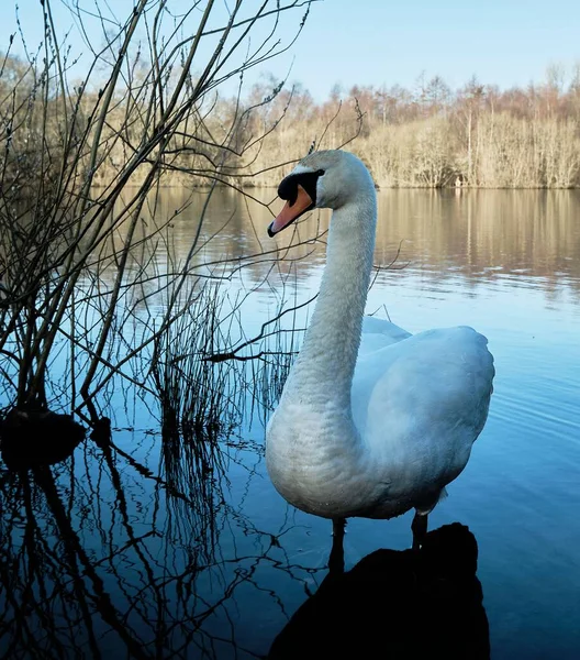 湖の白鳥の美しい景色 — ストック写真