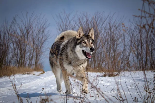 Nahaufnahme Einer Westsibirischen Laika Die Schnee Spielt — Stockfoto