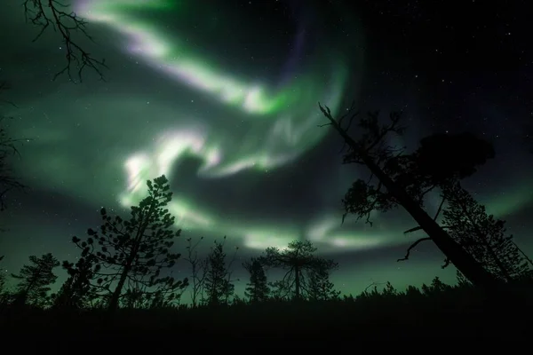 Kutup Işıkları Yıldızlı Gökyüzünde Laponya Finlandiya Daki Ormandaki Ağaç Siluetlerinin — Stok fotoğraf