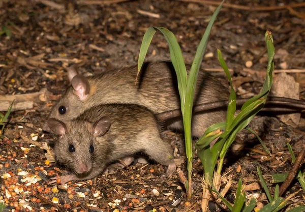 Gros Plan Deux Rats Bruns Rampant Sur Sol Une Forêt — Photo