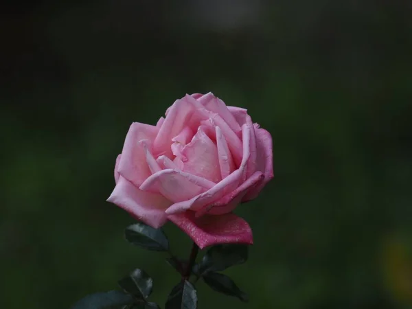 Egy Közeli Kép Egy Rózsáról — Stock Fotó
