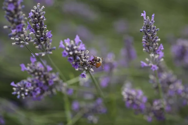 Вибірковий Фокус Бджолиного Запилення Квітів Лаванди Полі — стокове фото