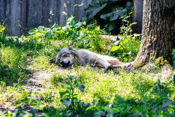 A wolf sleeping on a grasses in the woods on a sunny day