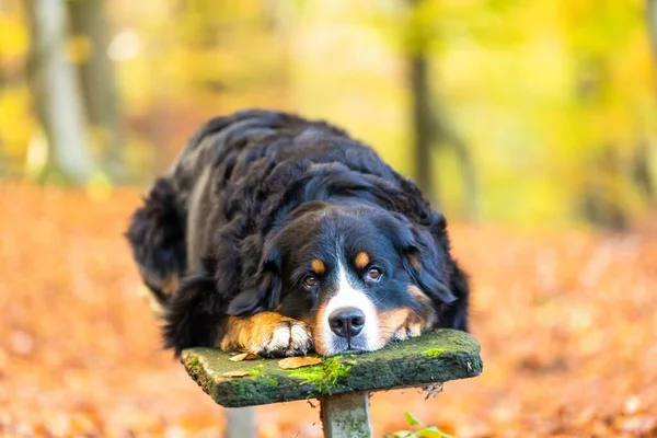 Een Close Van Een Zwart Bruine Berner Mountain Dog Zittend — Stockfoto