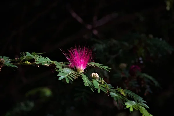 Bahçedeki Pembe Tropik Bitki Örtüsünün Güzel Bir Manzarası — Stok fotoğraf