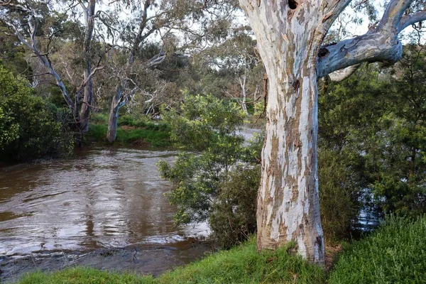 Eukalyptusträden Stranden Werribee River Australien — Stockfoto