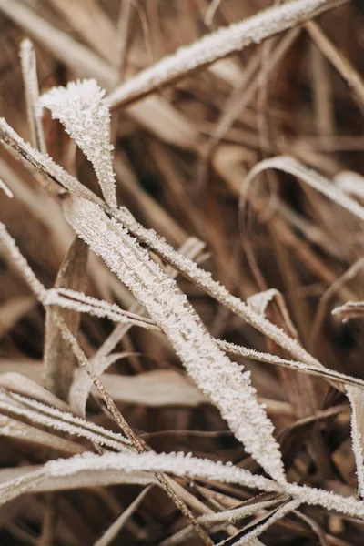 Kışın Uzun Donmuş Otlarla Dolu Bir Tarla — Stok fotoğraf