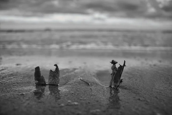 Graustufenansicht Trockener Zweige Und Blätter Sandstrand Der Isle Wight England — Stockfoto