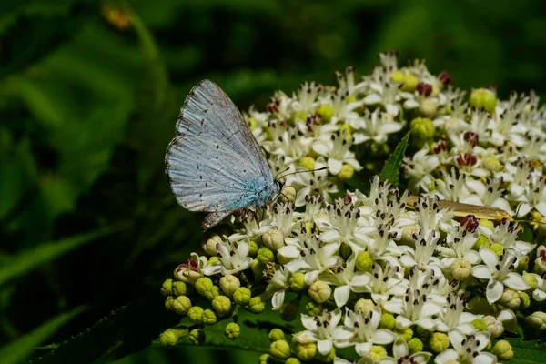 Detailní Záběr Cesmínového Motýla Krásných Bílých Květinách Zahradě — Stock fotografie