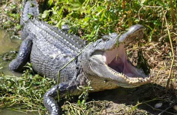 Ένα Κοντινό Πλάνο Του Αμερικανού Αλιγάτορα Alligator Missippiensis Brazos Bend — Φωτογραφία Αρχείου