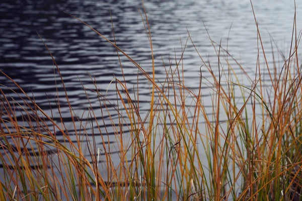 湖畔水草的特写镜头 — 图库照片