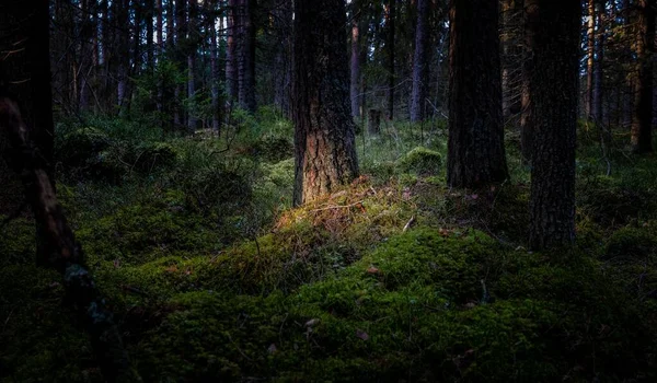 Una Vista Panorámica Del Bosque —  Fotos de Stock
