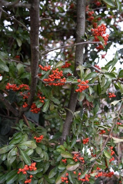 Vertical Firethorn Pyracantha Hanging Twigs Tree — Stock Photo, Image