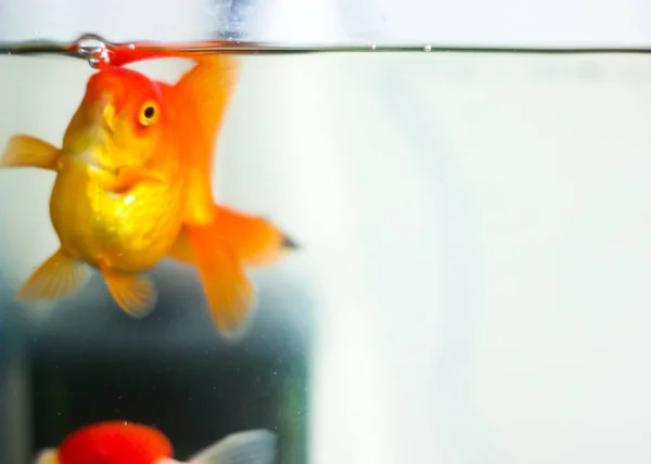 Close Shot Goldfish Aquarium Bokeh Background — Stock Photo, Image
