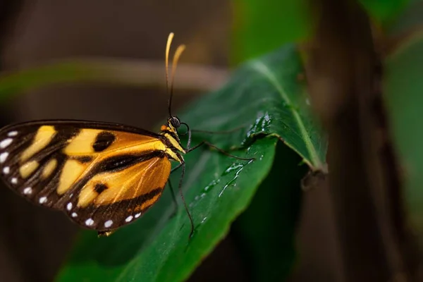 一只长着橙色翅膀和黑斑的海象蝴蝶站在一片绿叶上 背景上是一个模糊的花园 — 图库照片