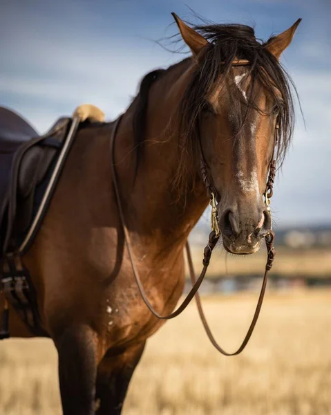 Spanish Horse Stallion Bridle Saddle Brown Grass Field Blue Sky — Stock Photo, Image