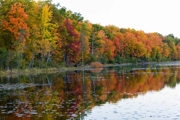 Yoğun Sonbahar Ağaçlarıyla Çevrili Göl Manzarası — Stok fotoğraf