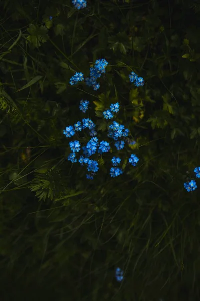 Une Vue Dessus Des Fleurs Fleurs Bleues Avec Des Feuilles — Photo