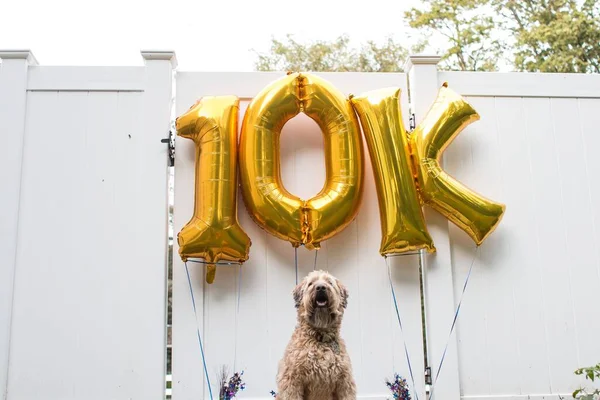 A scenic view of a Wheaten Terrier dog sitting in front of yellow balloons in the backyard