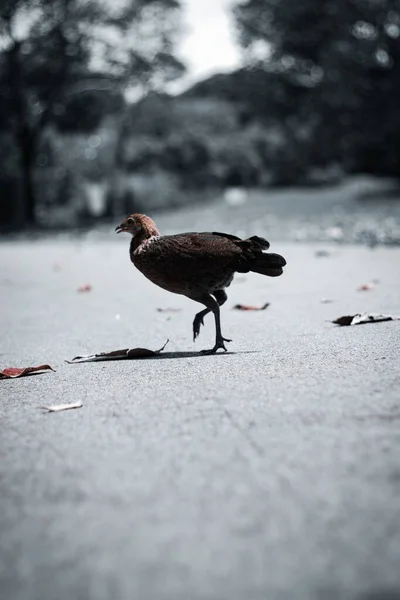 Egy Szelektív Fókuszfelvétel Egy Vad Csirkéről Ami Végigfut Utcán — Stock Fotó