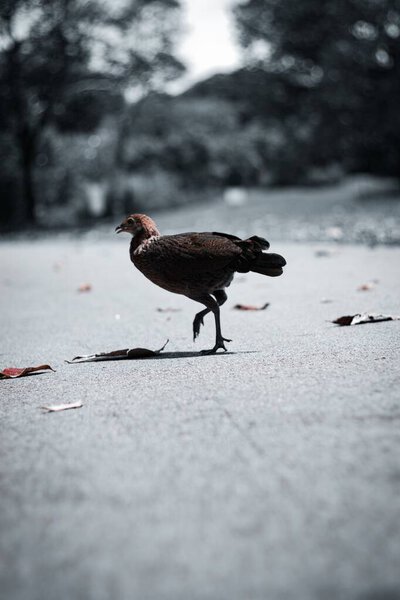 Избирательный снимок дикой курицы, бегущей по улице