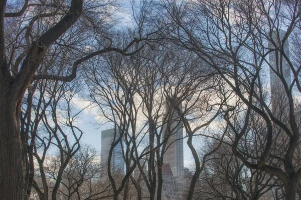Scenic View High Skyscraper Buildings New York City Wooden Trees — Stock Photo, Image