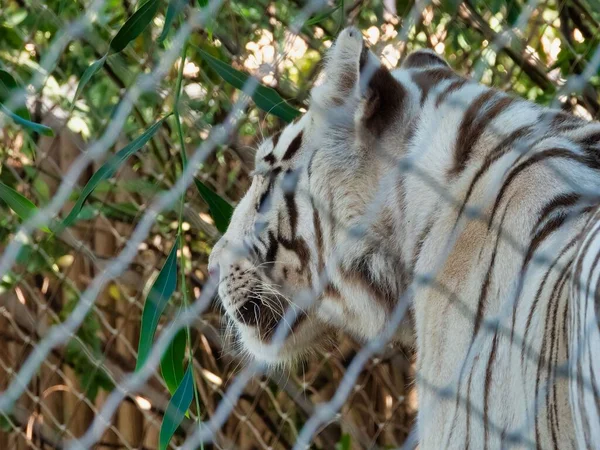 Білий Бенгальський Тигр Ґратами Зоопарку — стокове фото