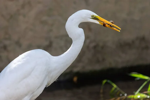 Close Pássaro Branco Oriental Grande Egret Segurando Verme Seu Bico — Fotografia de Stock