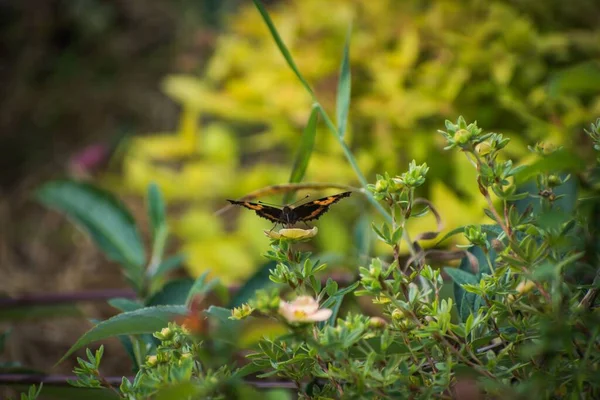 Egy Teknősbéka Pillangó Virágon — Stock Fotó