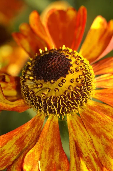 Eine Vertikale Aufnahme Einer Orangefarbenen Blüte Des Gemeinen Nieskrauts Helenium — Stockfoto