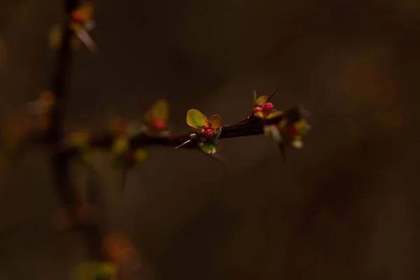 Karanlık Bulanık Arkaplanda Çiçek Açan Bir Ağaç Dalının Yakın Plan — Stok fotoğraf