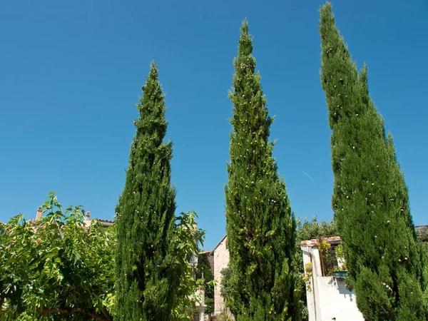 Zielone Drzewa Cyprysowe Tradycyjnymi Domami Błękitnym Niebem Castellet Francja — Zdjęcie stockowe