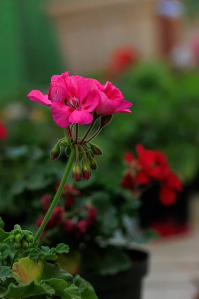 Eine Vertikale Aufnahme Von Rosa Geranienblüten Einem Topf Einer Gärtnerei — Stockfoto