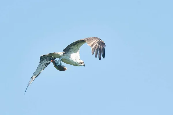 一个美丽的食人鱼在蓝天中捕捉到新的猎物后飞翔的景象 — 图库照片
