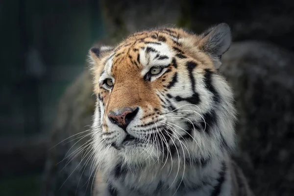 Μια Κοντινή Φωτογραφία Λεπτομέρειες Για Μια Όμορφη Τίγρη Της Βεγγάλης — Φωτογραφία Αρχείου
