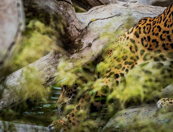 Суматранський Тигр Природі — стокове фото