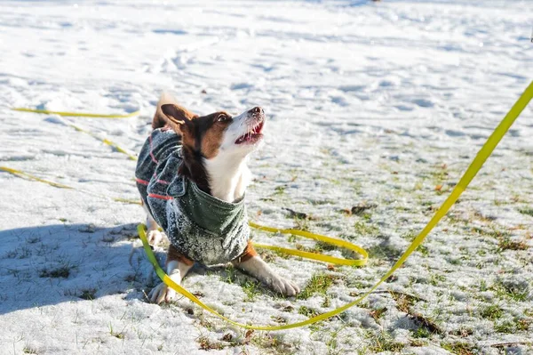 Closeup Shot Jack Russell Terrier Winter — Stock Photo, Image
