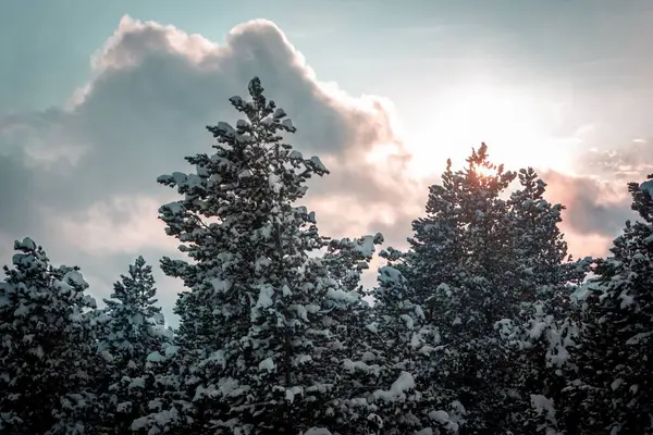 Śnieżne Drzewa Słońcem Świecącym Przez Chmury Tle — Zdjęcie stockowe