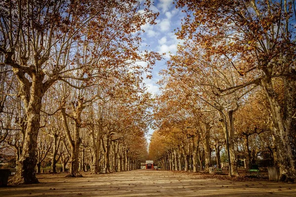 Belo Tiro Caminho Cercado Por Árvores Com Folhas Laranja Outono — Fotografia de Stock