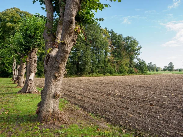 Almanya Nın Vestfalya Kentindeki Güneşli Bir Bahçenin Yanındaki Yemyeşil Ağaçların — Stok fotoğraf