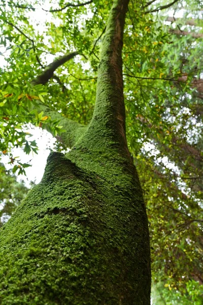 Eine Vertikale Aufnahme Eines Grünen Waldes Während Des Tages Sommer — Stockfoto