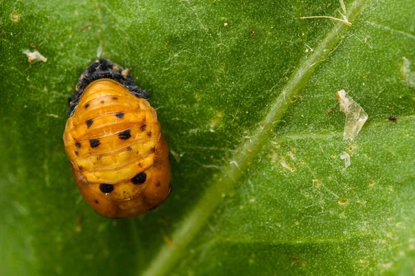 Closeup Shot Pupa Ladybug Harmonia Green Leaf — Stock Photo, Image