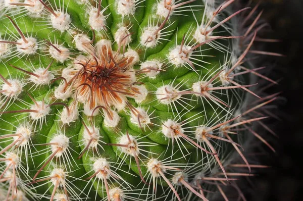 Makró Felvétel Egy Zöld Kaktusznövényről — Stock Fotó