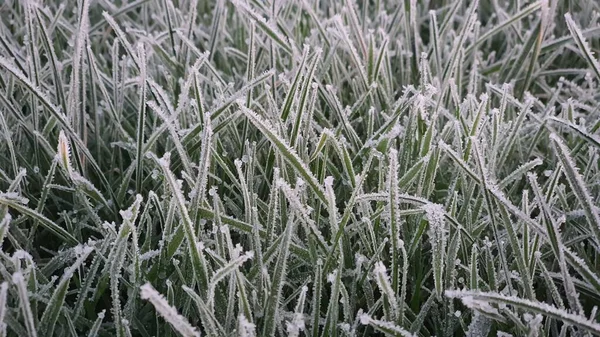 Closeup Frost Grass — Stock Photo, Image