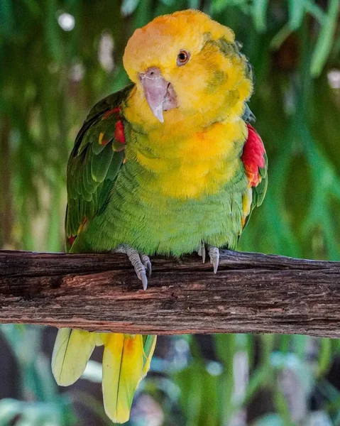 Függőleges Felvétel Egy Színes Papagájról Egy Fán Nápolyban Floridában — Stock Fotó