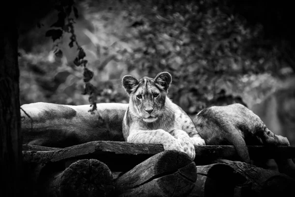 Skala Szarości Pięknego Lwiątka Drewnianej Desce Zoo — Zdjęcie stockowe