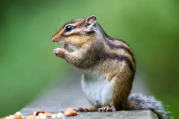Closeup Shot Cute Tiny Fluffy Chipmunk Eating Nut Rock — Stock Photo, Image
