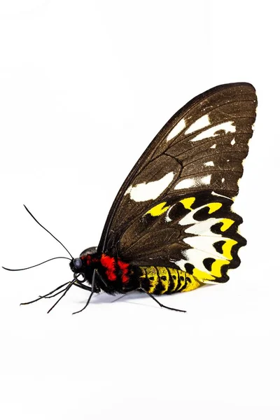 Pionowe Ujęcie Motyla Posejdona Odizolowanego Białym Tle — Zdjęcie stockowe