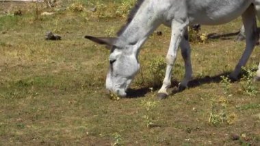 Yeşillikte otlayan eşek manzarası