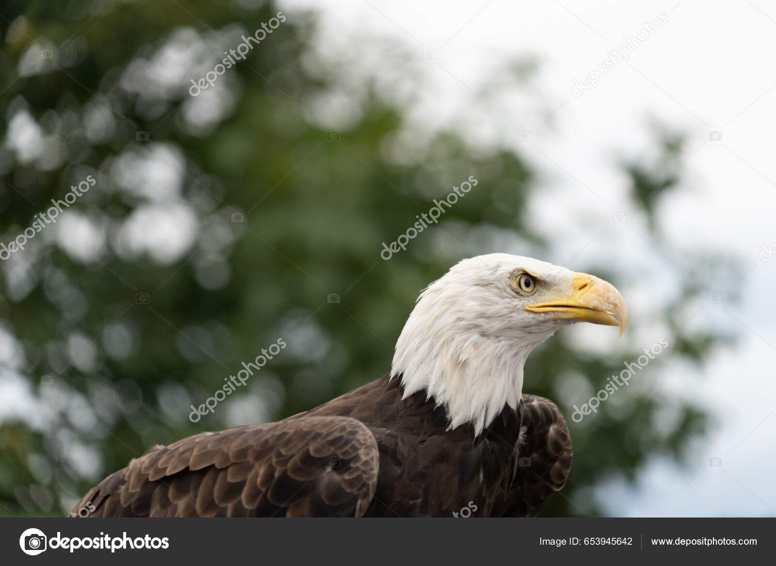 Shallow Focus Eagle Looking Sharp Blur Trees Background — Stock Photo ©  wirestock_creators #653945642